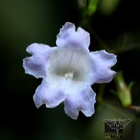 Strobilanthes helicoides T.Anderson